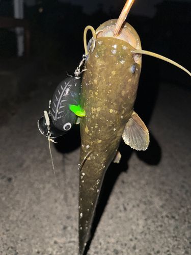 ナマズの釣果