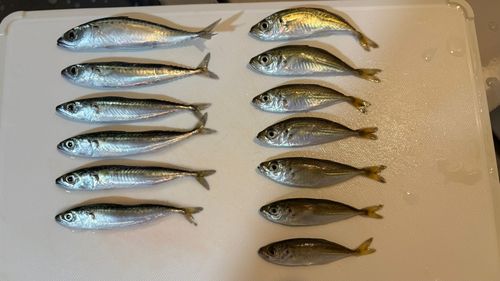 サバの釣果