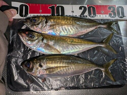 アジの釣果