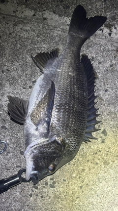 チヌの釣果