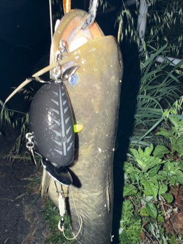 ナマズの釣果