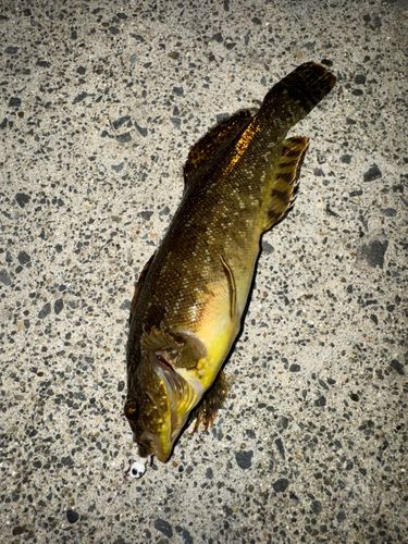 アイナメの釣果