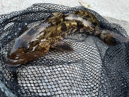 アイナメの釣果