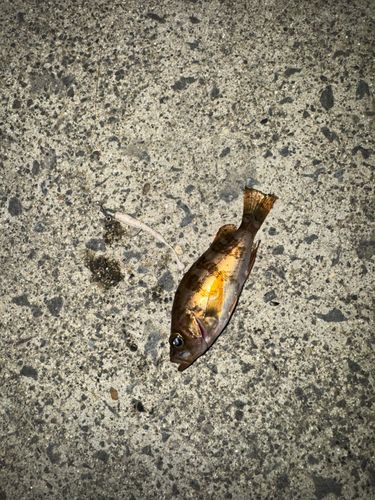 メバルの釣果