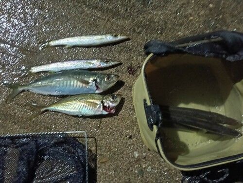 アジの釣果