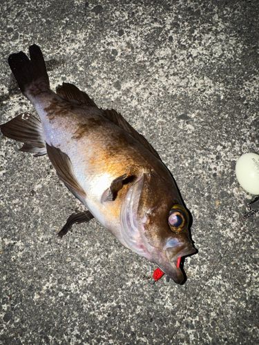 メバルの釣果