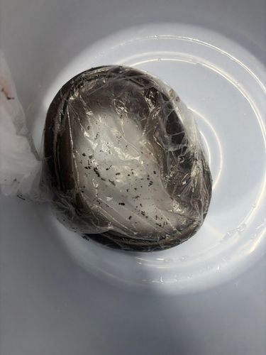 アナゴの釣果