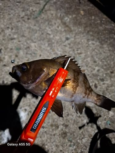 メバルの釣果