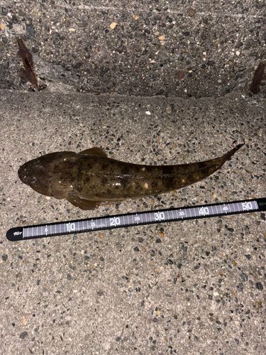 マゴチの釣果