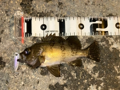 シロメバルの釣果
