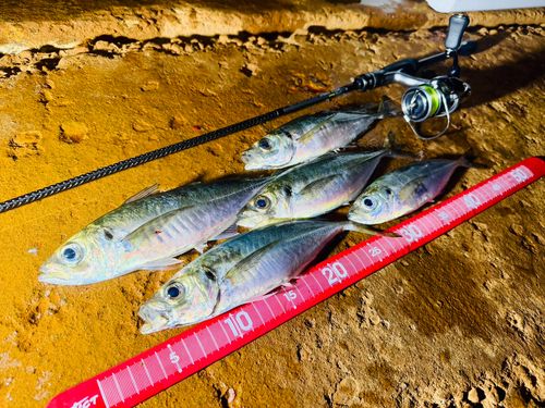 アジの釣果
