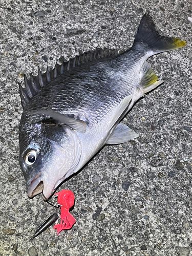 キビレの釣果