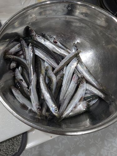 カタクチイワシの釣果