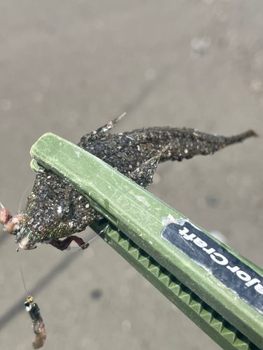 メゴチの釣果