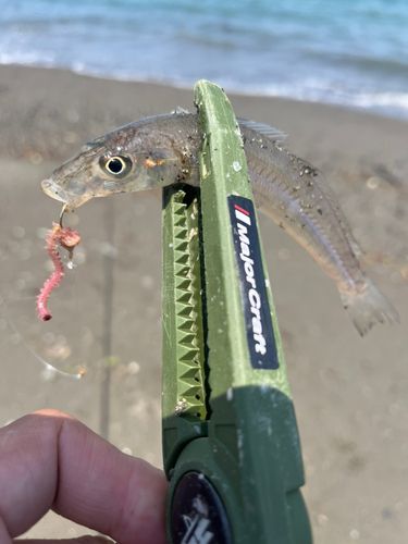 キスの釣果