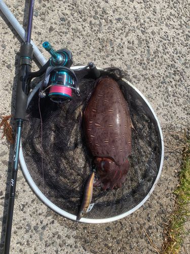 モンゴウイカの釣果