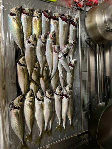 アジの釣果