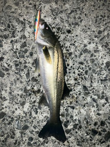 シーバスの釣果