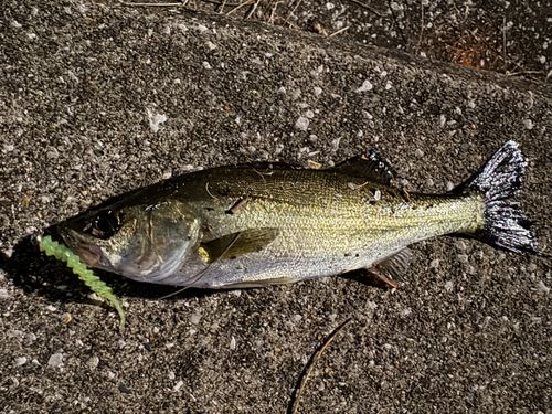 セイゴ（マルスズキ）の釣果