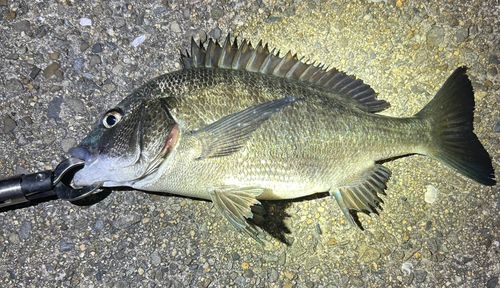 チヌの釣果