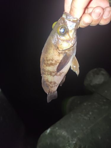 メバルの釣果