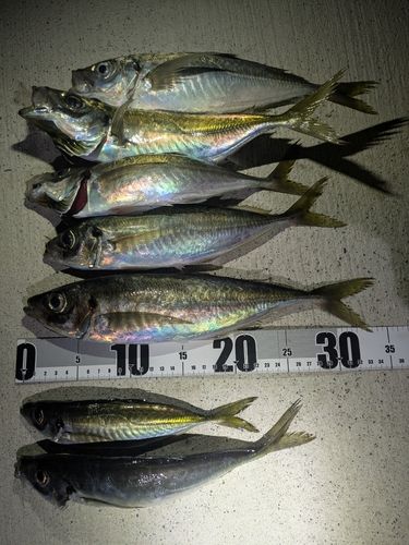 アジの釣果