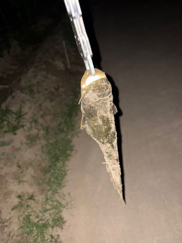 ナマズの釣果