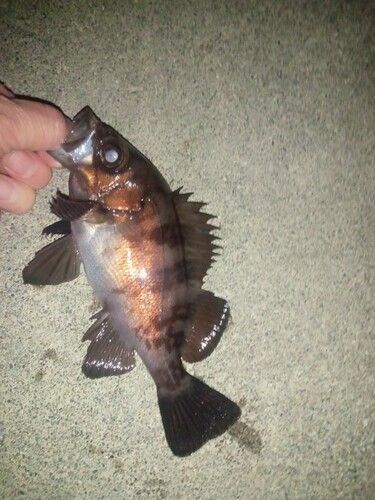 メバルの釣果