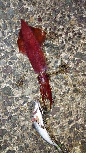ヤリイカの釣果