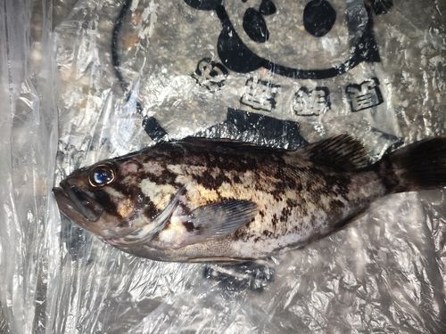 クロソイの釣果