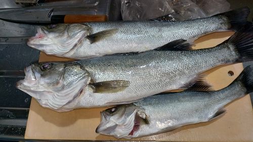 シーバスの釣果