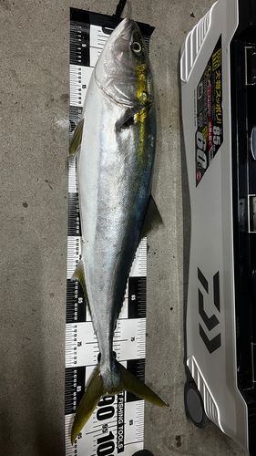 ブリの釣果
