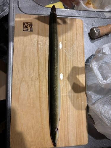 ウナギの釣果