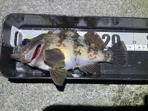 メバルの釣果