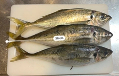 アジの釣果
