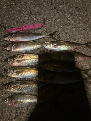 アジの釣果