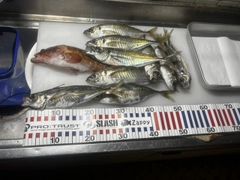 マアジの釣果