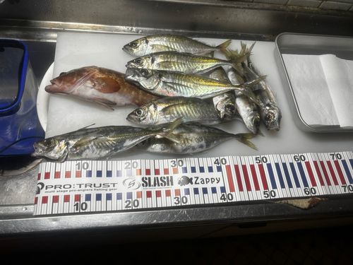 マアジの釣果
