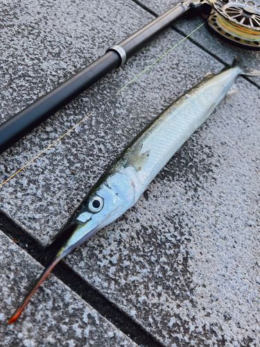 サヨリの釣果