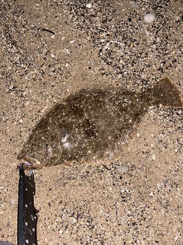 ヒラメの釣果