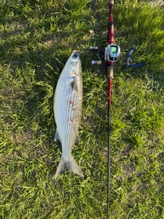 ボラの釣果