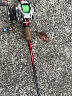 ガシラの釣果