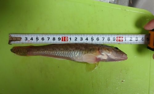 ハゼの釣果