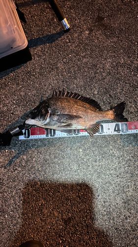 クロダイの釣果