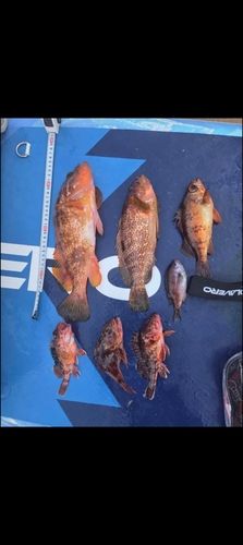 キジハタの釣果