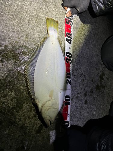 ヒラメの釣果
