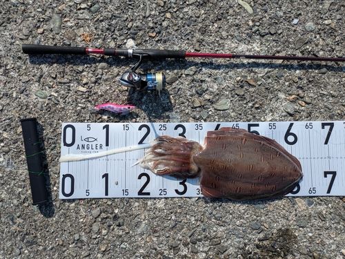 コウイカの釣果