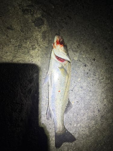 セイゴ（マルスズキ）の釣果