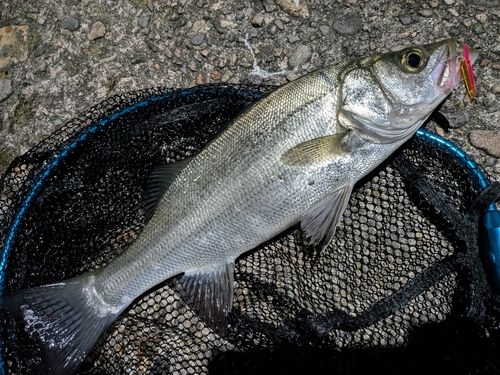 セイゴ（マルスズキ）の釣果