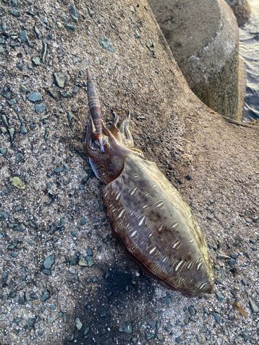 コウイカの釣果